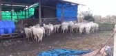 Jandarma Çalınan Hayvanları Sahiplerine Teslim Etti