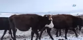 Aktaş Gölü Dondu