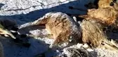 Aç Kurtlar, Sürüden Ayrılan 35 Koyunu Telef Etti