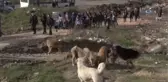 Üniversiteli Gençlerden Sokak Köpeklerine Gıda Desteği