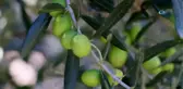 Zeytinyağında Yanlış Bilinen Doğrular