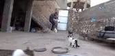 Kediler Bu Muhtarın Yolunu Gözlüyor