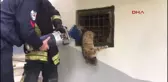 Denizli Sıkışan Kediyi İtfaiye Kurtardı