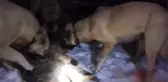 Kangal Köpekleri Sürüye Saldıran Kurdu Böyle Boğdu