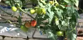 Antalya Domates Tırı, Kurban Kesilerek Rusya'ya Uğurlandı