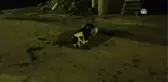Kavgada Köpek ve Sahibi Bıçaklandı
