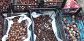 Akseki'de Kardelenler Toprakla Buluştu