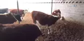 Eltiler Hayvan Çiftliği Kurdu, Kadınlara Örnek Oldu
