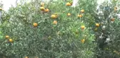 Mandalinadan Zarar Eden Üretici, Kokusundan Kolonya, Lokum, Kabuğundan Cisp, Çekirdeğinden Yağ...