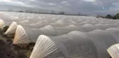 Yaz Çileğini Kışın da Üreterek Kazançlarını Katladılar