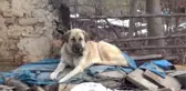 Kayıp 5 Kişilik Aileye Ait Çoban Köpekleri, Enkaz Alanından Ayrılmıyor