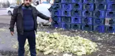 Kaşla Göz Arasında 3,5 Ton Lahana Çaldılar