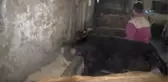 Yeni Doğan Buzağılar İçin Ahıra Soba Kurdular