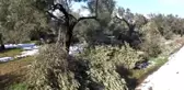 Fırtına ve Kar Zeytin Ağaçlarına Zarar Verdi