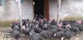Kandıra Hindisi Sofraları Süsleyecek - Kocaeli