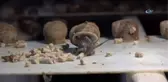 Kuşadası'nda Salyangoz Çiftliği Kuran Mühendisler Üretime Başladı