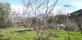 Datça' da Bademler Çiçek Açtı