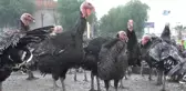 Yılbaşı Hindileri Kapış Kapış Gidiyor