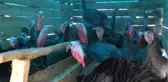 Hindi Satışları Devam Ediyor