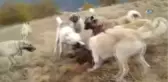 Kangallar, Domuzu Böyle Parçaladı