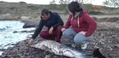Muğla Dişi Yunusu Başından Vurdular