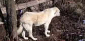 Kastamonu'daki Yangın - Çataloğlu Ailesinin Köpeği Bulundu