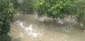 Muğla'da Narenciye Bahçesi ve Seralar Sular Altında Kaldı