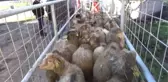 Genç Çiftçi Projesi