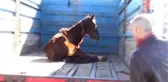 Açlıktan Zayıf Düşen Ata Hayvanseverler Sahip Çıktı