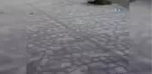 Kepenge Sıkışan Kediyi İtfaiye Kurtardı