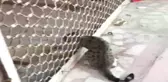 Kepenge Sıkışan Kediyi İtfaiye Kurtardı