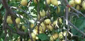Mersin-Limon Üreticileri Teşvik Priminin Açıklanmasını Bekliyor