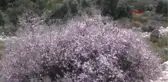 Antalya Demre'de Ağaçlar Çiçek Açtı