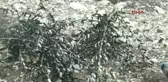 Manisa Muhtarın 500 Zeytin Fidanını Kökünden Kestiler