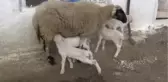 Muğla'da Bir Koyun Beşiz Yavruladı