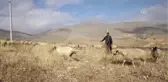 Arkadaşım Eşek