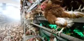 Üç Tavukla Başladı, Üç Bin Tavukluk Çiftlik Kurdu