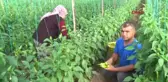 Antalya Üreticinin Çocuğu da Serada Büyüyor