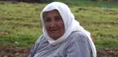 Beşiz Doğuran Sarı Kız ve Bir Oğlağı Doğumdan Sonra Telef Oldu
