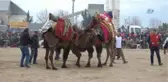 Çanakkale'de Deve Güreşleri Nefes Kesen Anlara Sahne Oldu