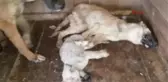 Gaziantep Hayvan Hakları Savunucularından Barınak Tepkisi