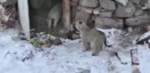 Miniklerden Sahipsiz Köpek ve Yavrularına Şefkat Eli