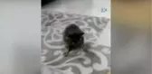 Ön Ayakları Olmayan Kedisi İçin Düzenek Yaptı