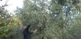 Zeytin Ağacından Toplandı, Yağının Kalitesi Arttı