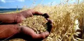 Türkiye ve Rusya Buğday Ticaretinde Bitcoin Kullandı