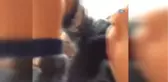 Bir Buçuk Yaşındaki Çocuğun Bayrak Sevgisi Sosyal Medyada İlgi Odağı Oldu