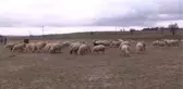 Çobana 