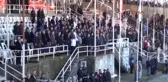 Antalya Güreşen Devenin Yıktığı Demir Kapı, Görevliyi Yaraladı