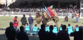 Saha Dışına Çıkmak İsteyen Deve Tel Örgüleri Yıktı