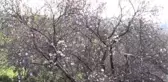 Badem Ağaçları Çiçeklendi, Üreticileri Don Endişesi Sardı (2)